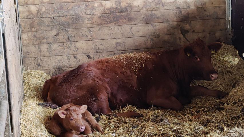 Wunschfahrt zum Erlebnisbauernhof