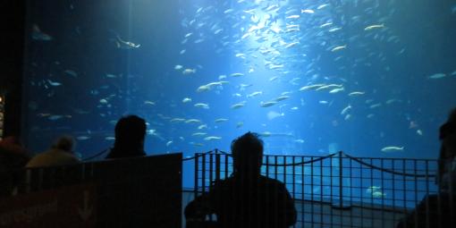 Wunschfahrt nach Stralsund